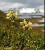 <em>Pedicularis lapponica</em>